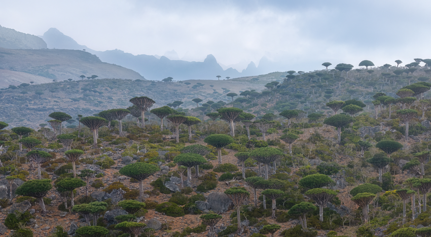 Socotra landscape with dragon blood trees