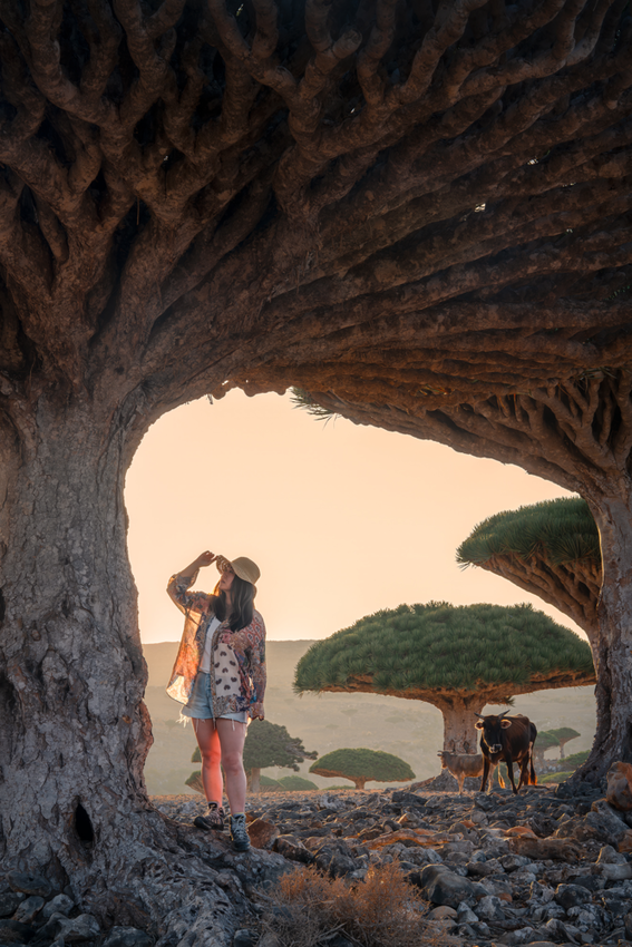 Dragon blood tree arch at sunset