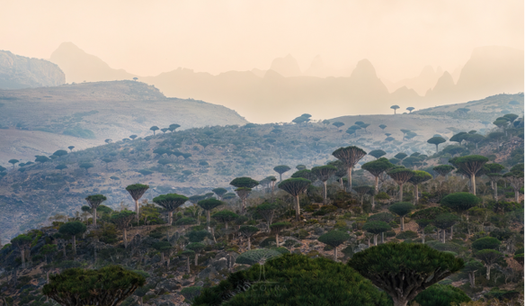 Dragon Blood Tree forest