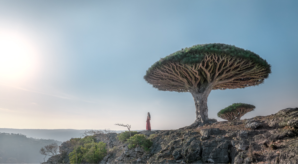 Socotra Dragon Blood Tree