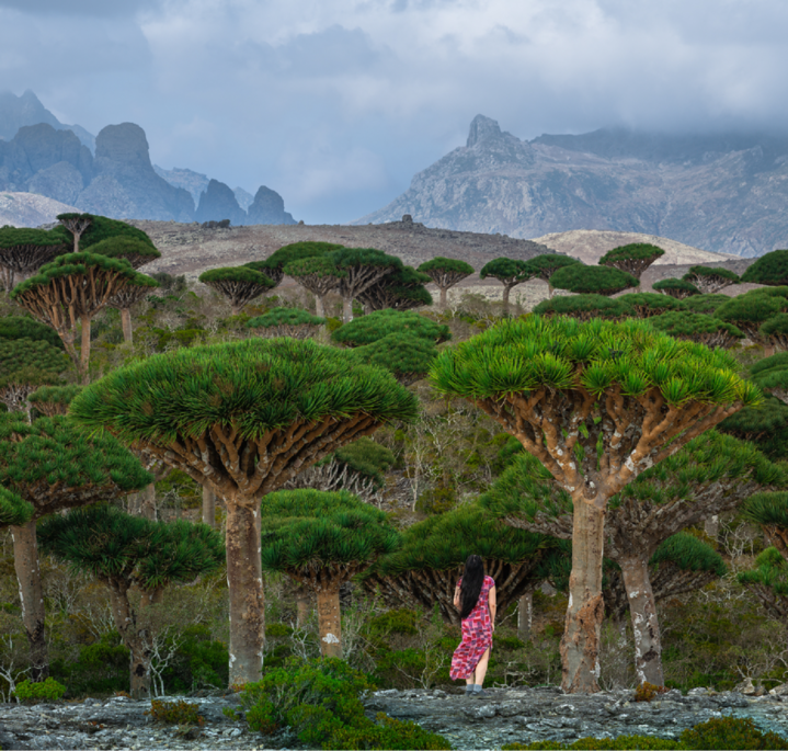 Dragon blood tree forest with mountain backdrop