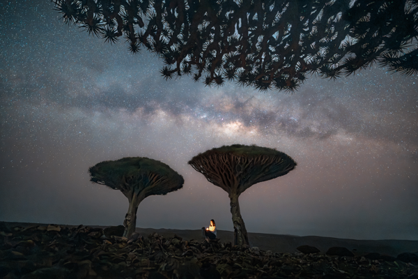 Dragon blood trees under the Milky Way