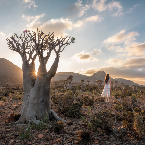 Dragon blood trees at sunset