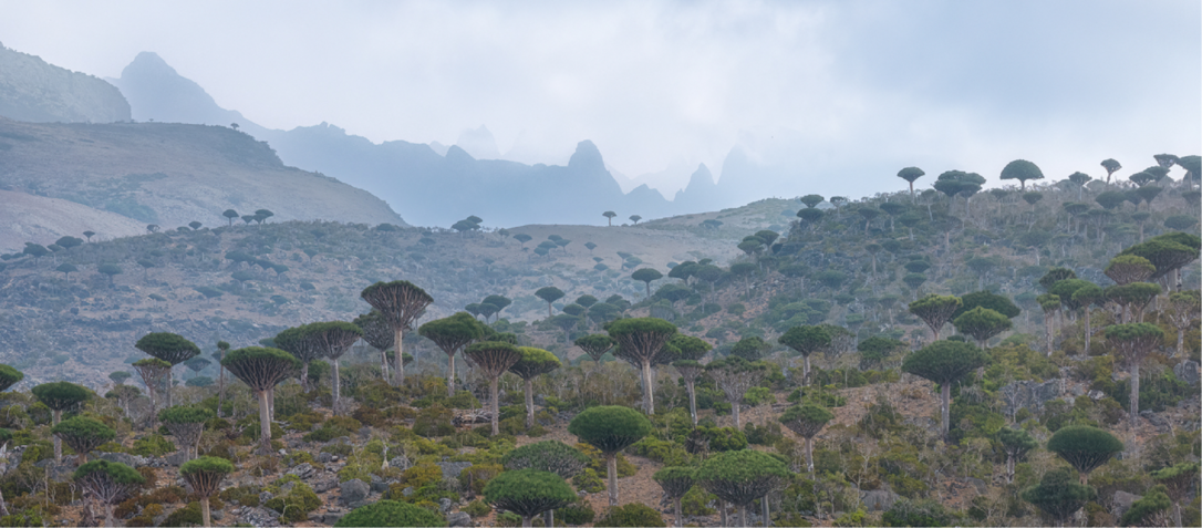 Dixsam Plateau dragon blood trees