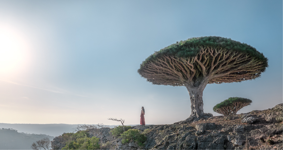 Iconic single dragon blood tree